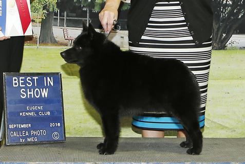 Akc schipperke puppies for hot sale sale