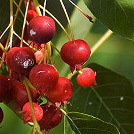 big red berry tree