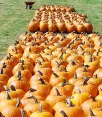 Photo of Jack O Lantern Pumpkins in Rows