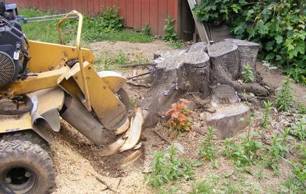 Daniel is just starting to grind a stump that has had many suckers growing together for many years. You can see roots coming out from around this stump radiating out around it.