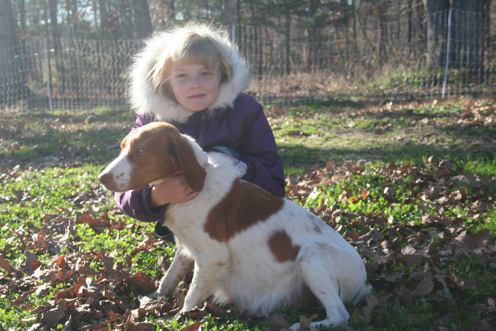 Akc brittany puppies for clearance sale