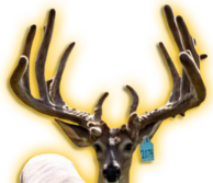 AMERICAN EXPRESS WHITETAIL BREEDER BUCK