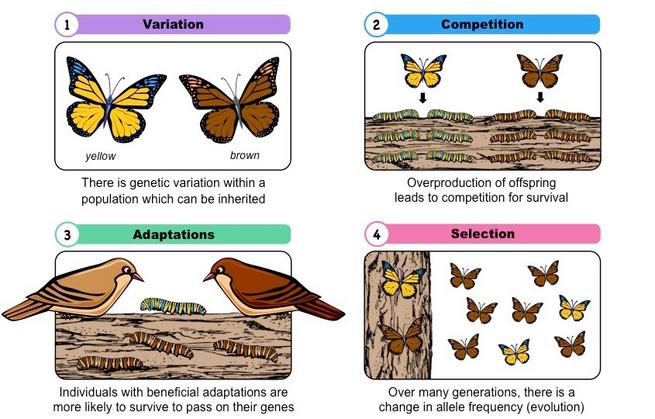 section-5-pics-and-tutorial