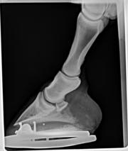 Equine Hoof X-ray