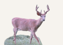 Hunting Deer North Dakota