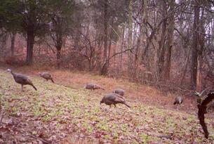 Kentucky turkey hunts