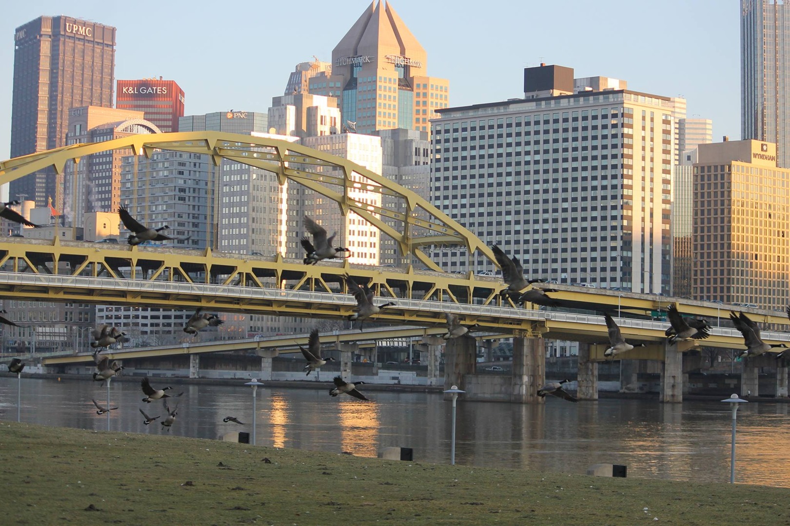 Geese Police of Western Pennsylvania PA in action Pittsburgh Roberto Clemente Memorial Park problem canada geese