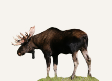 Hunting Moose Norway