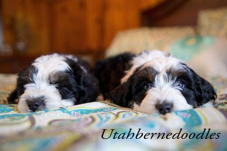 Tricolor Bernedoodle Puppies on Bed