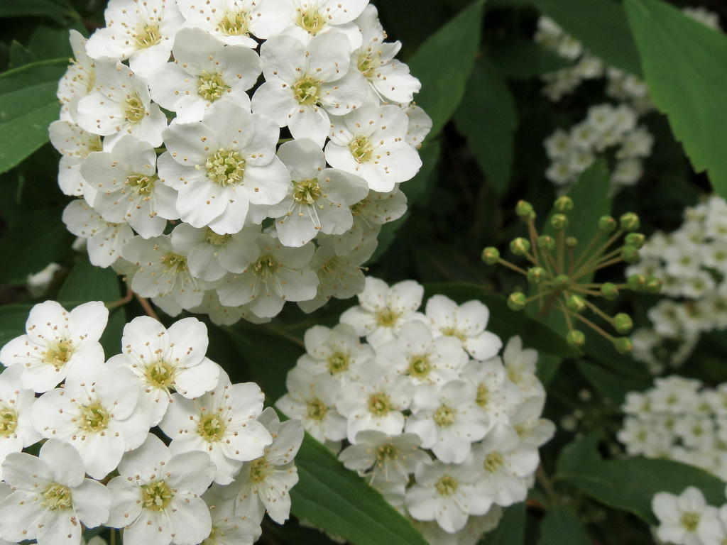 Bridal wreath deals