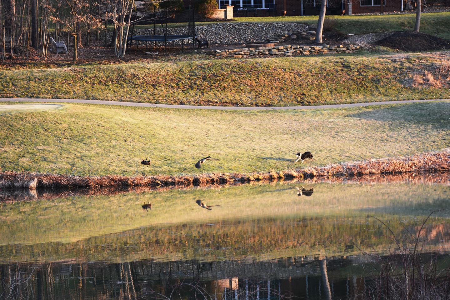 Geese Police of Western Pennsylvania PA boarder collie in action chasing problem canada geese