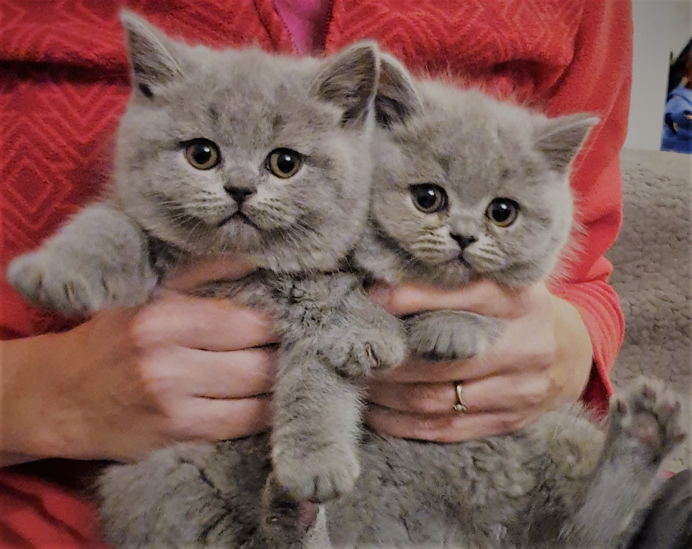 Afwijzen metaal banner Home Cattery Blij Bestaan