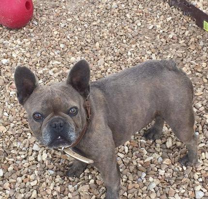 Our Exocit (Isabella, Blue, lilac & Fluffy) French Bulldog Puppies for Sale