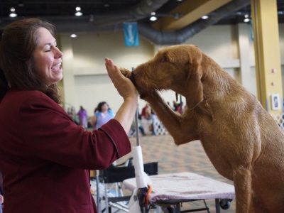 Quodians store vizsla kennel