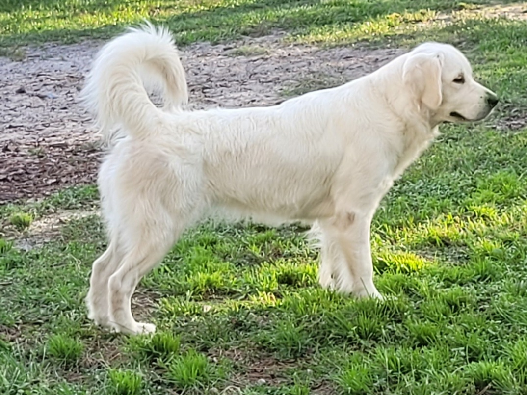 Lily's white english store goldens