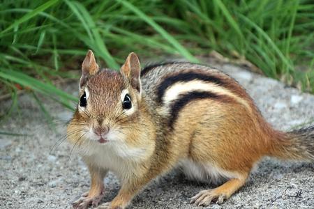 How to Get Rid of Chipmunks, Trapping Chipmunks