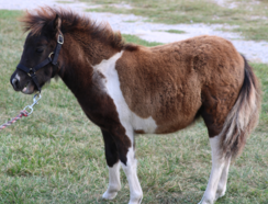 Falabella Miniature Horses - Rocking Horse Ranch