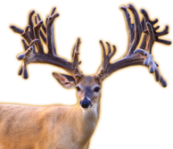 TRIPLE CROWN WHITETAIL BUCK