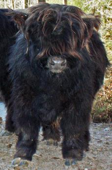 Highland cattle black,Scottish highland cattle,Black highland cattle,Highland cattle, Highland calves