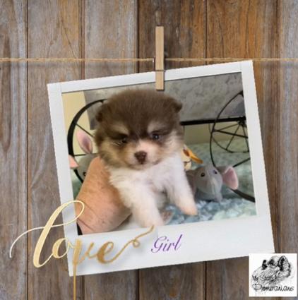 Pomeranian Puppies Available In Utah, Puppy, Cute, #1