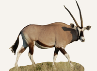 Hunting Oryx Botswana