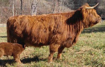 Scottish highland cattle, Highland cattle, Black highland cattle, Highland cattle calves