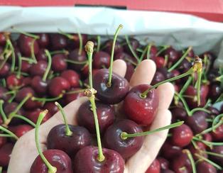 cherry Mỹ, quả cherry Mỹ tại Hà Nội