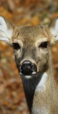 TRIPLE CROWN WHITETAIL DOES FOR SALE IN MICHIGAN