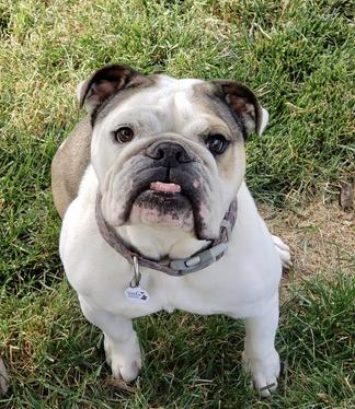 english bulldog smile