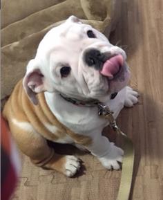 English bulldog shelter near hot sale me