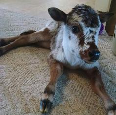 baby zebu