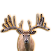 II EASY WHITETAIL BREEDER BUCK