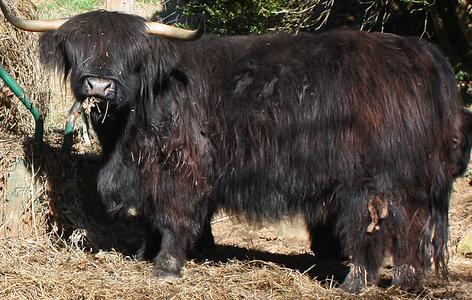 Scottish highland cattle,Black highland cattle,Highland cattle black,Highland cattle, Highland calves