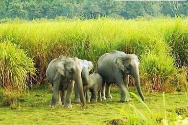 Sundarban Tour Package From Kolkata Sunderbans Jungle