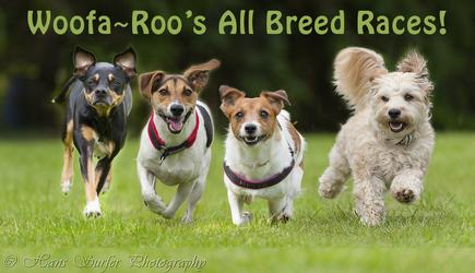 Dog racing at Woofa~Roo Pet Fest