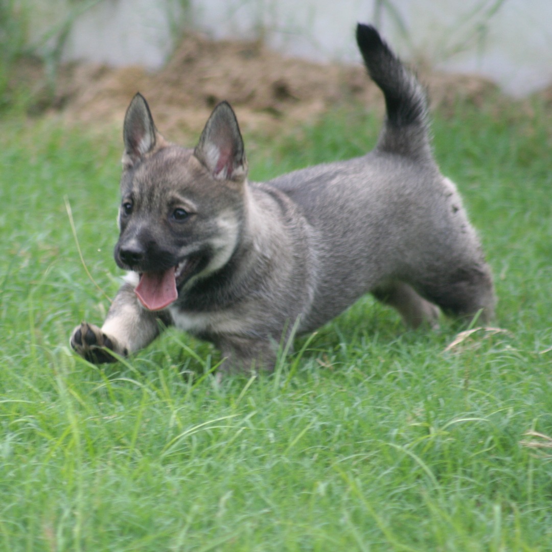 Swedish vallhund store puppies for sale