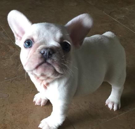 French bulldog store white blue eyes