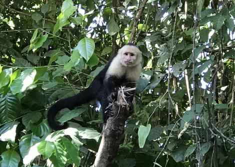 Adopt a Capuchin Monkey  Symbolic Adoptions from WWF