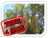 Homeowners sell your palm trees