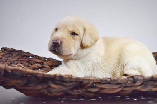YELLOW LAB PUPPY FOR SALE