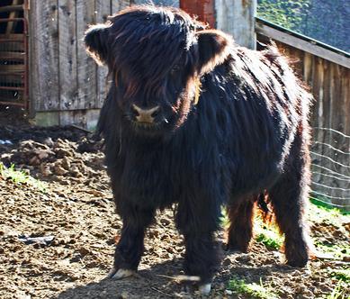 Scottish highland cattle, Highland cattle, Black highland cattle, Highland cattle calves