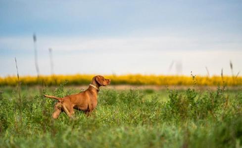 Prairie vizslas best sale