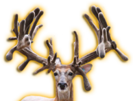 MAXBO HARDCORE
