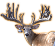 WILDCORE WHITETAIL BUCK