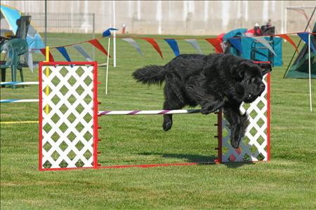 Newfoundland agility hot sale