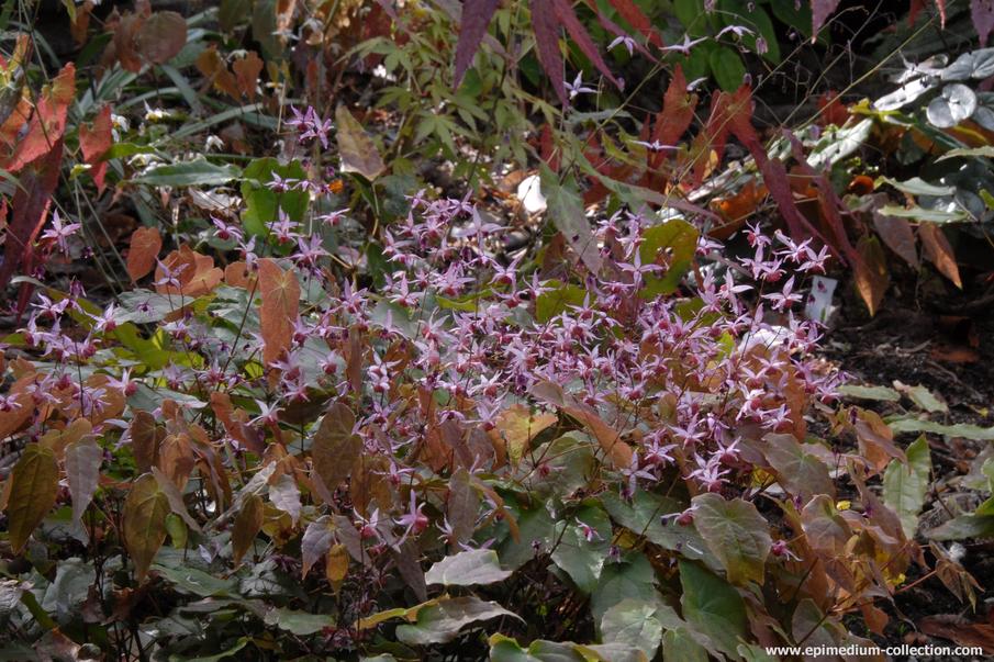 Epimedium para que sirve