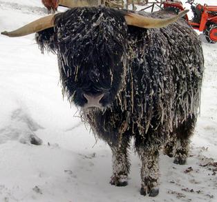 Highland cattle black,Scottish highland cattle,Black highland cattle,Highland cattle, Highland calves