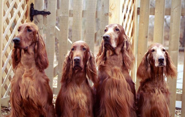 FOUR GENERATIONS pictured above. L-R CH Evergreen Smoke N Mirrors, JH; his dam, Evergreen Kinvale Can Do; her sire, Ch Evergreen Chase The CLouds, JH; and his dam, CH Evergreen Best Kept Secret, CD