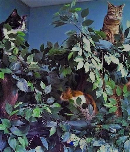 Best Cat Trees for Multiple Cat Households