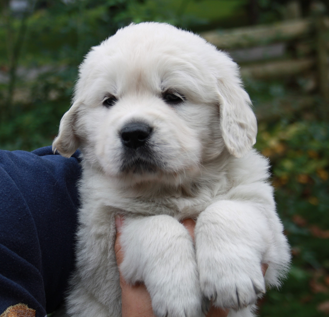 Berkden Golden Retriever Breeder Southwestern Ontario Canada